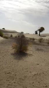 反差小母狗沙漠露脸口交吃大鸡吧